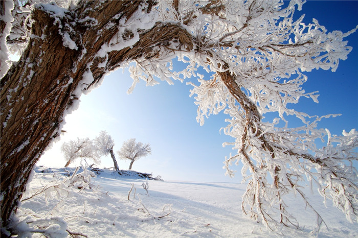 图九：雪中胡杨.jpg