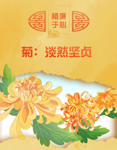 植廉于心丨菊：淡然坚贞